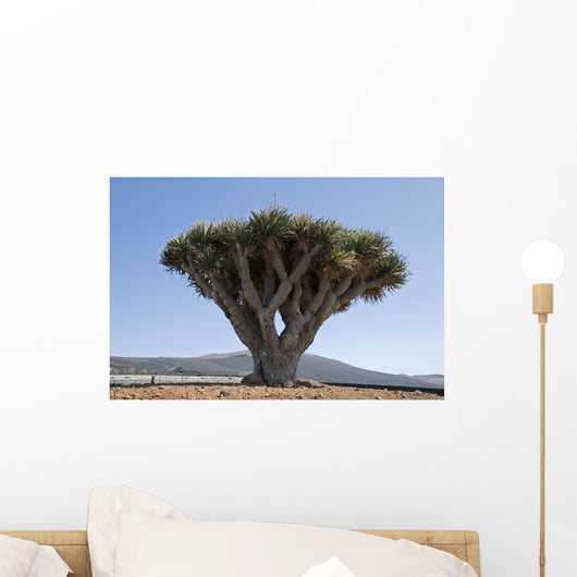 Dragon Tree in Lanzarote Spain Wall Mural