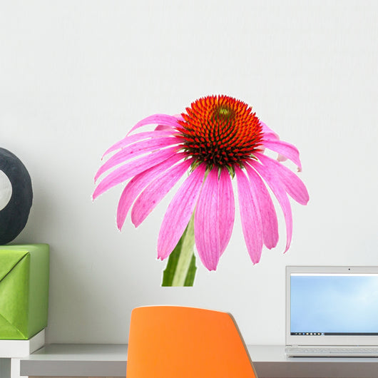 Coneflower Echinacea Purpurea