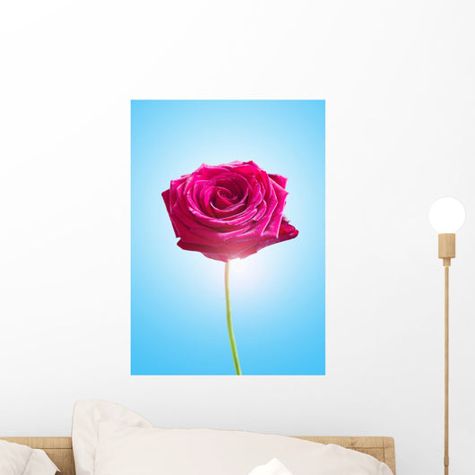 Single Pink Rose
