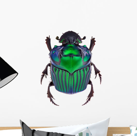 Dung Beetle Oxysternon Conspicillatum