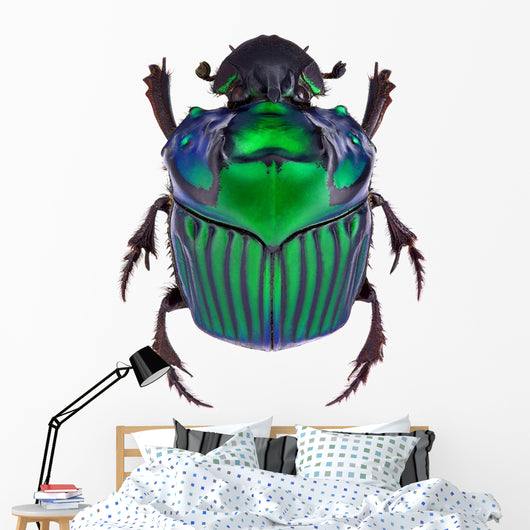 Dung Beetle Oxysternon Conspicillatum