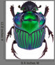 Dung Beetle Oxysternon Conspicillatum