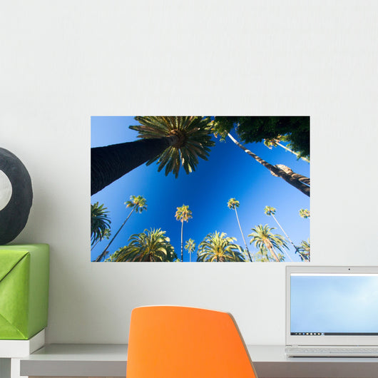 California palm trees Wall Mural