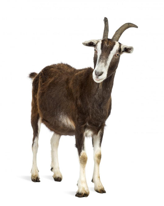 Toggenburg Goat against White Wall Decal