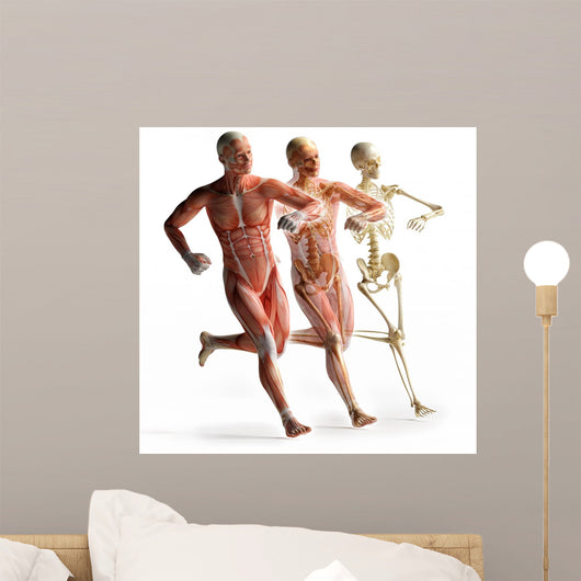 Anatomy Muscles