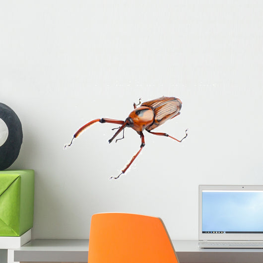 Snout Beetle Wall Decal