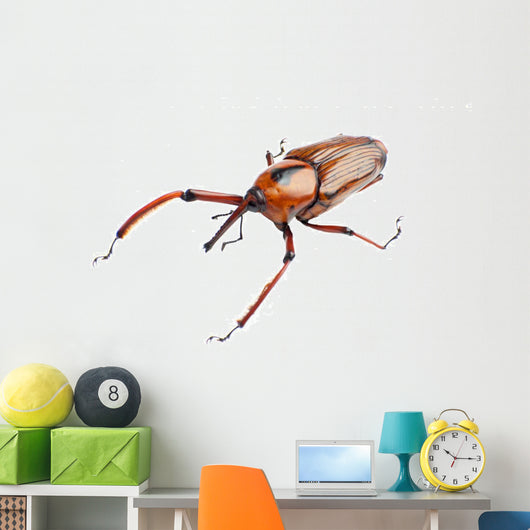 Snout Beetle Wall Decal
