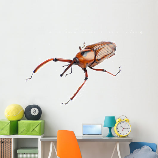Snout Beetle Wall Decal