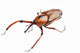 Snout Beetle Wall Decal