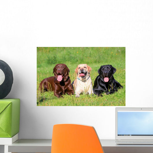 Three Labrador Retriever Dogs