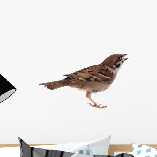 Sparrow