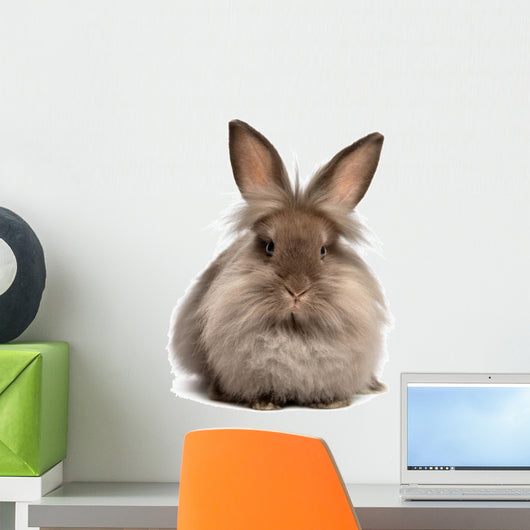 A lying chocolate colored lionhead bunny rabbit Wall Decal
