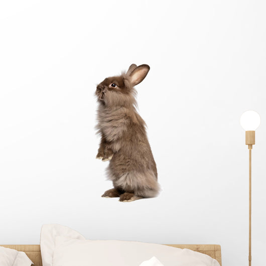 Cute Standing Chocolate Lionhead