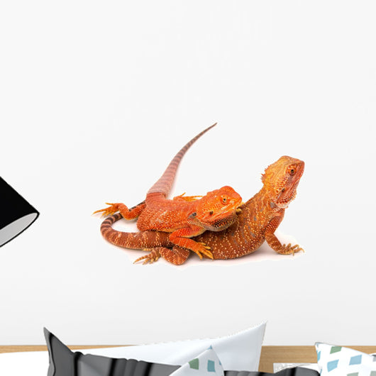 Baby Bearded Dragon