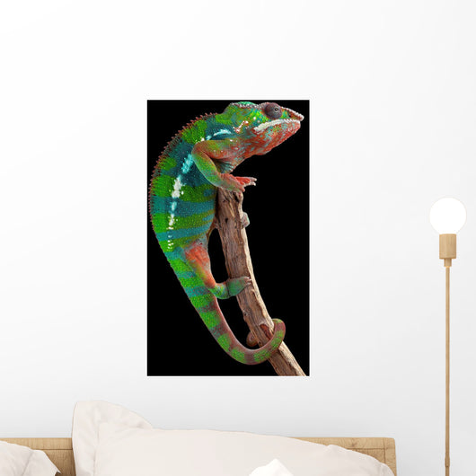 Panther Chameleon Branch
