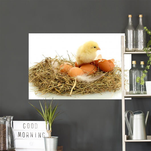 Beautiful Little Chicken Eggs Wall Decal