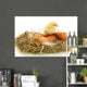 Beautiful Little Chicken Eggs Wall Decal