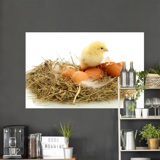 Beautiful Little Chicken Eggs Wall Decal