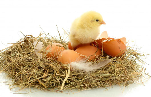 Beautiful Little Chicken Eggs Wall Decal