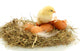 Beautiful Little Chicken Eggs Wall Decal