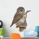 Pygmy Owl Glaucidium Passerinum