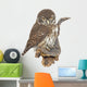Pygmy Owl Glaucidium Passerinum