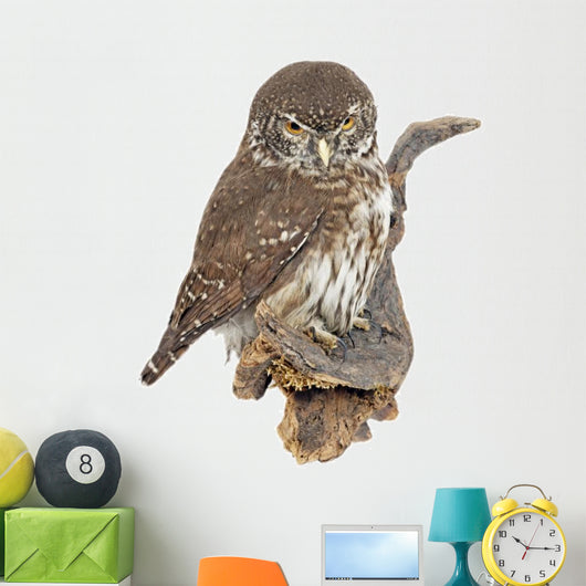 Pygmy Owl Glaucidium Passerinum