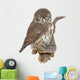 Pygmy Owl Glaucidium Passerinum