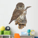 Pygmy Owl Glaucidium Passerinum