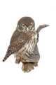 Pygmy Owl Glaucidium Passerinum