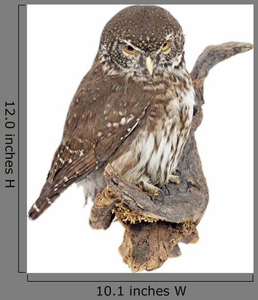 Pygmy Owl Glaucidium Passerinum