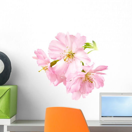 Cropped Cherry Blossoms
