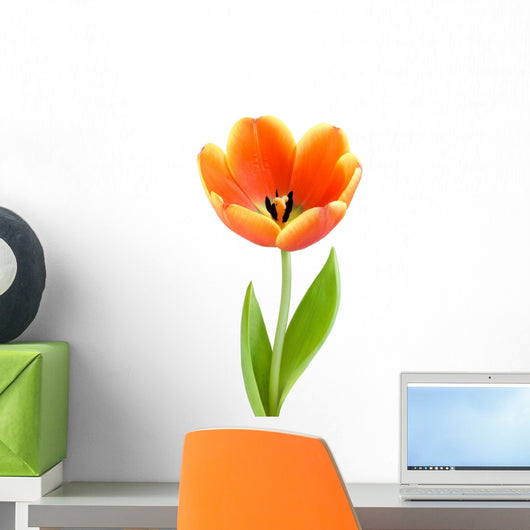 Perfect Full-blown Tulip
