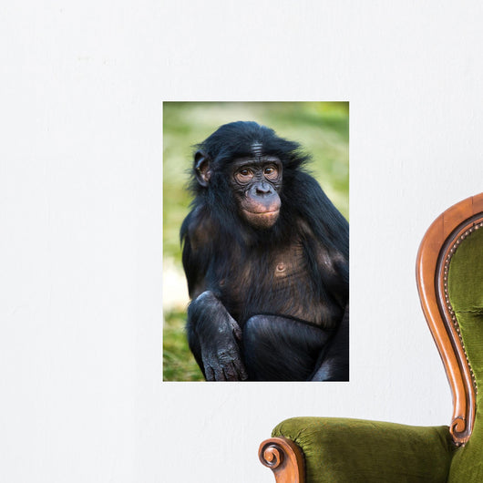 Bonobo Chimp