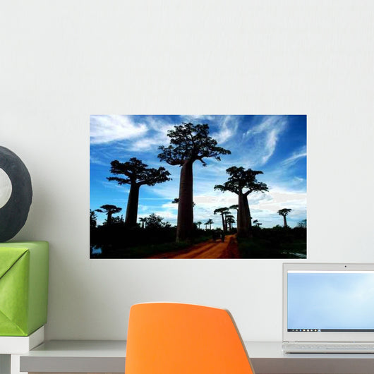 Allee Des Baobabs Marofandilia Wall Decal