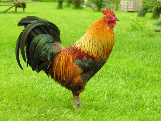 Cockerel Wall Decal