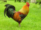 Cockerel Wall Decal