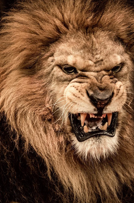 Close-up Shot Roaring Lion Wall Mural