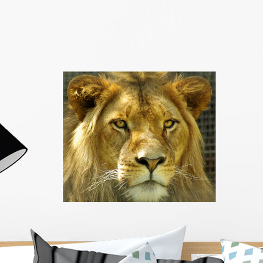 The Lions stare. Wall Mural
