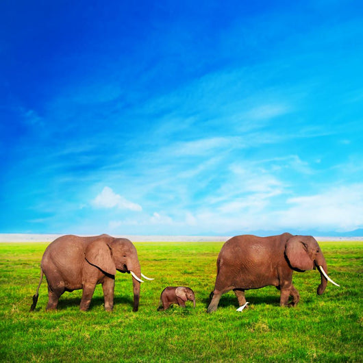 Elephants Family Savanna Safari Wall Mural
