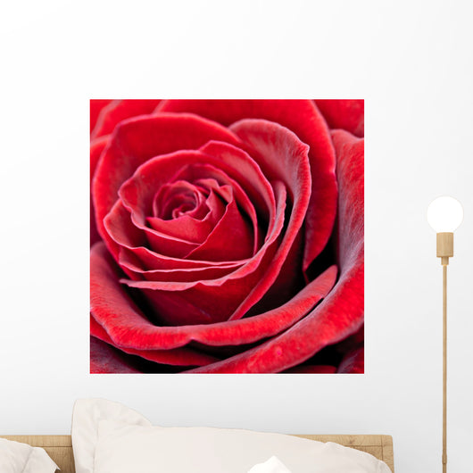 Red Rose