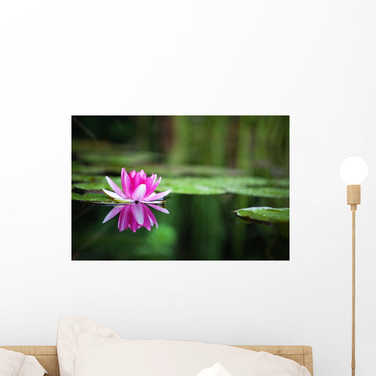 Pink Waterlily
