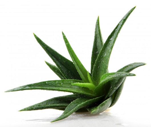 Aloe Vera Plant White Wall Decal