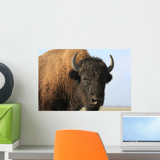 Close-up buffalo Wall Mural