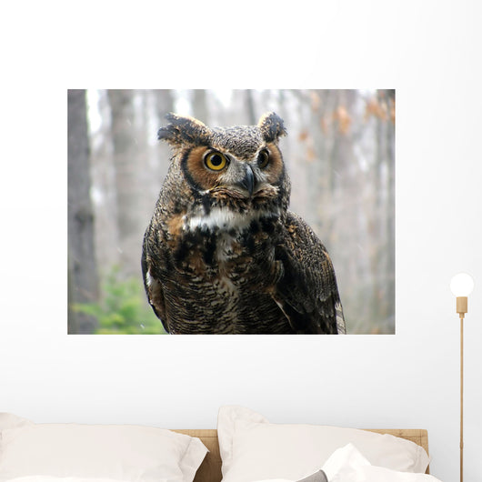 Great Horned Owl Wall Mural