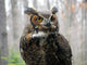 Great Horned Owl Wall Mural