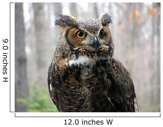 Great Horned Owl Wall Mural