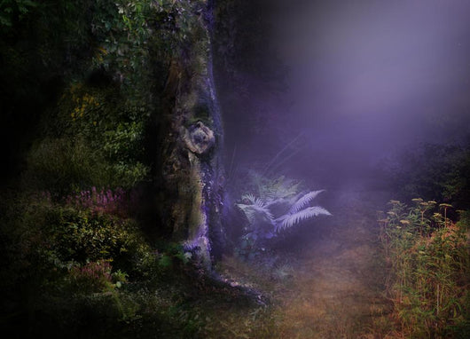 Magical Night Forest