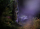 Magical Night Forest