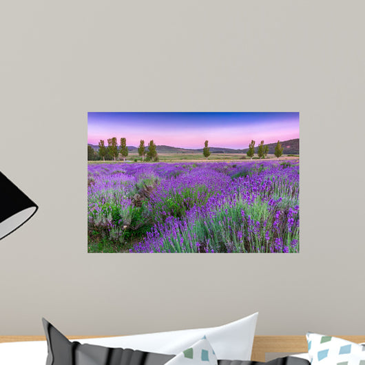 Sunset over a summer lavender field in Tihany, Hungary Wall Mural